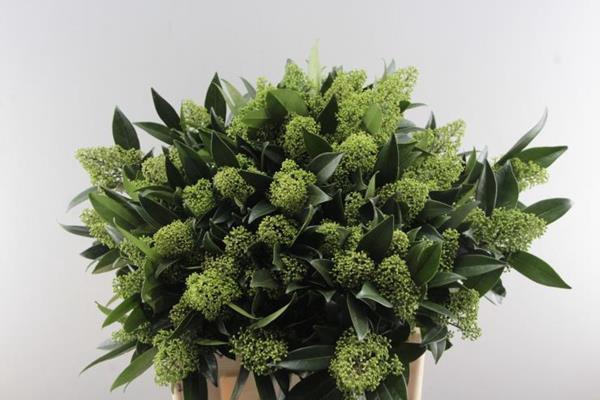 <h4>Skimmia Kew Green Pbs(60cm)x5</h4>