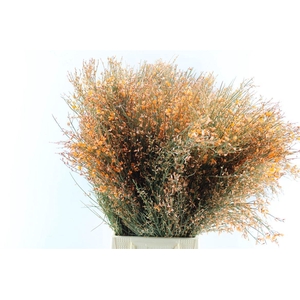 Ginster Orange 200 Gram