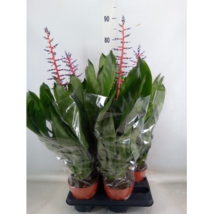 Aechmea  'Blue Rain'