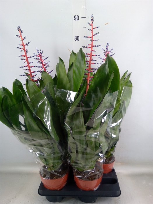 <h4>Aechmea  'Blue Rain'</h4>