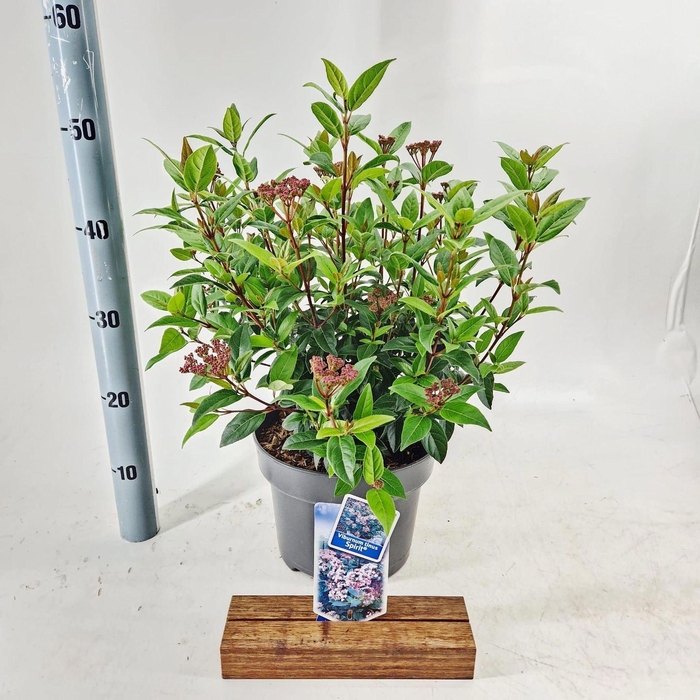 <h4>Viburnum Anvi</h4>