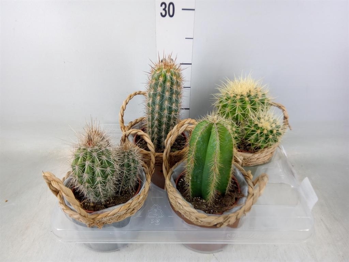 <h4>Cactus   ...</h4>
