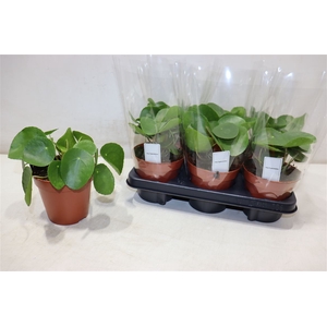 arr8 Pilea Peperomioides