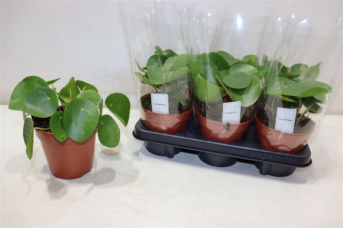 <h4>arr8 Pilea Peperomioides</h4>