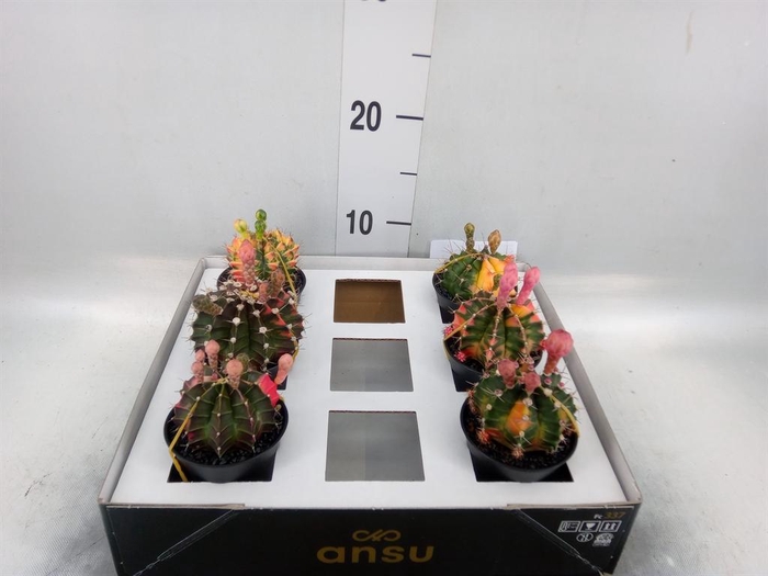 Gymnocalycium mihanov. 'Japan'  mix