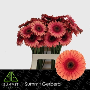 Gerbera Pirlo Water