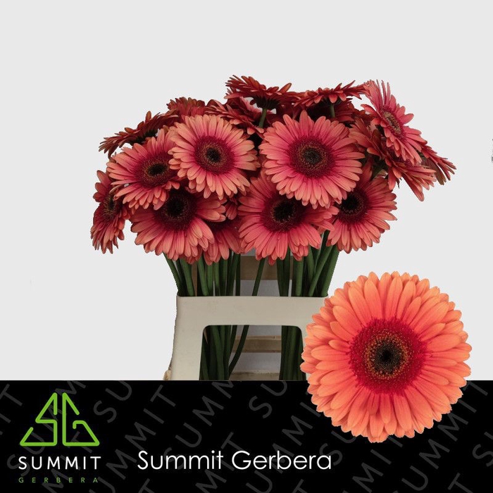 <h4>Gerbera Pirlo Water x40</h4>