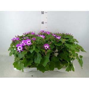 Pericallis cr. 'Senetti Magenta Bi'