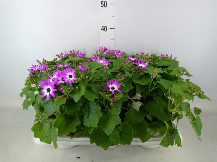 <h4>Pericallis cr. 'Senetti Magenta Bi'</h4>