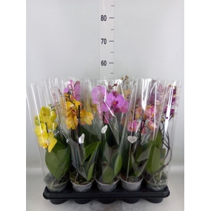 Phalaenopsis   ...mix