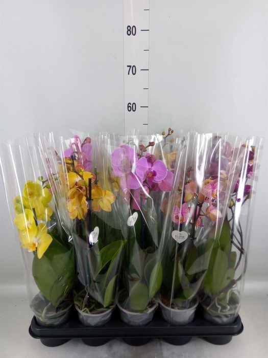 <h4>Phalaenopsis   ...mix</h4>