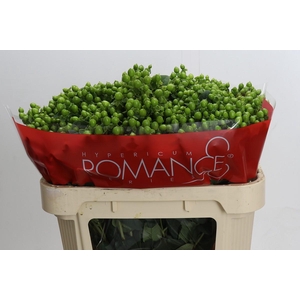 Hypericum Jungle Romance Spray