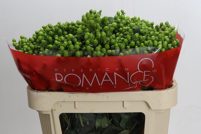 <h4>Hypericum Jungle Romance Spray</h4>