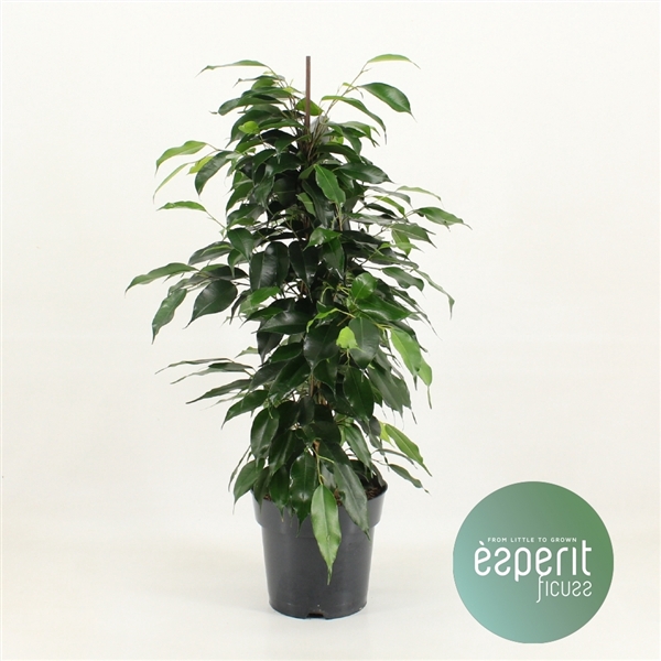 <h4>Ficus benjamina Danielle®</h4>