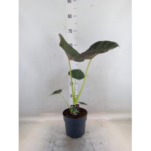 Alocasia   ...
