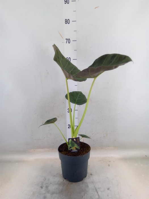 <h4>Alocasia   ...</h4>