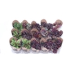 PEPEROMIA MINI P06 VARIADO