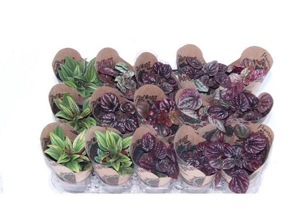 PEPEROMIA MINI P06 VARIADO