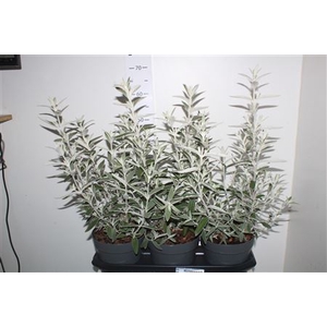 Buddleya Davidii Silver 4-6 Branches+++