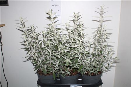 <h4>Buddleya Davidii Silver 4-6 Branches+++</h4>