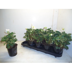 Helleborus niger Happy Day 12Ø 28cm