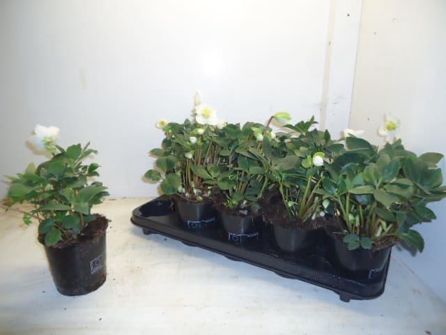 Helleborus niger Happy Day 12Ø 28cm