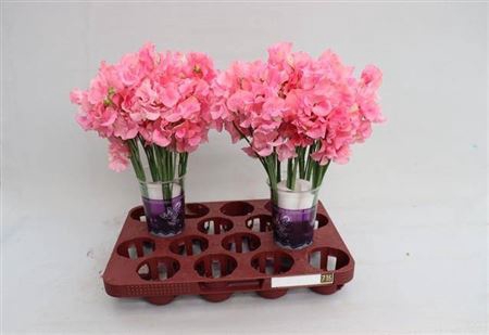 <h4>Lathyr Wi Sunsh Pink</h4>