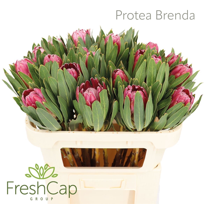 <h4>Protea Brenda</h4>