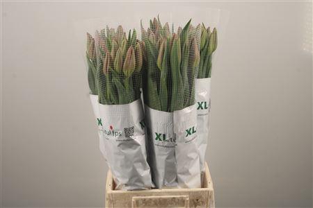 <h4>Tu En La Romaine</h4>