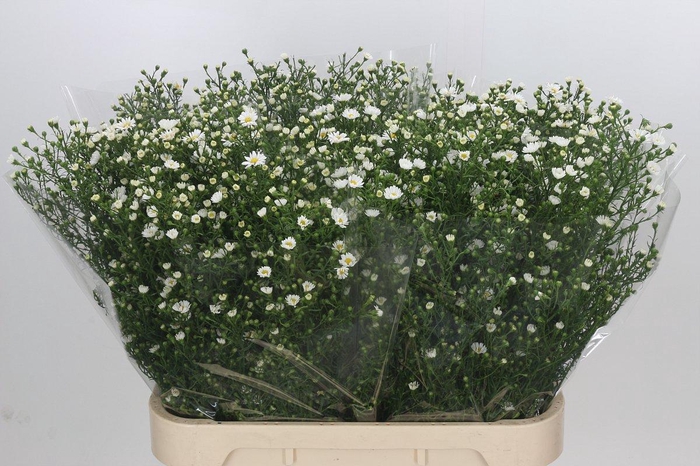 <h4>Aster Paquita</h4>