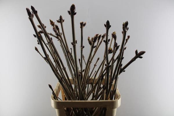 <h4>Aesculus Hippoc Tak</h4>