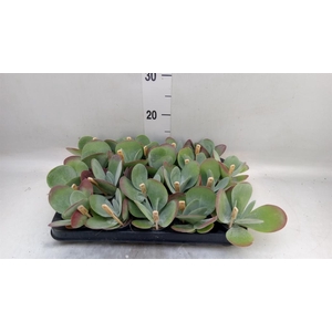 Kalanchoe NF thyrsiflora