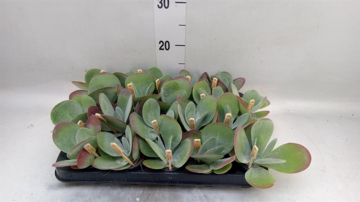 <h4>Kalanchoe NF thyrsiflora</h4>