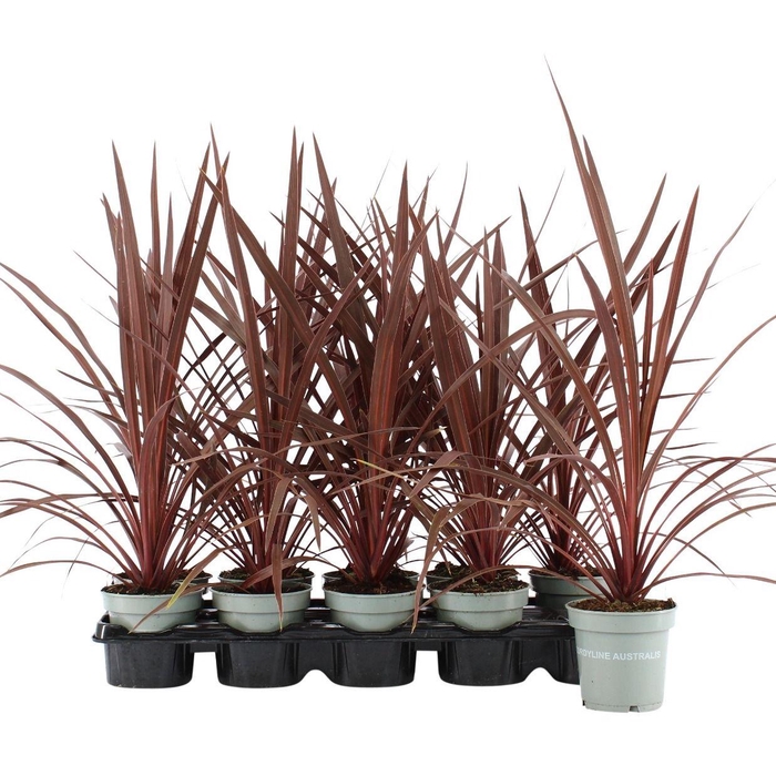 <h4>Cordyline Australis Red Star -11 cm</h4>
