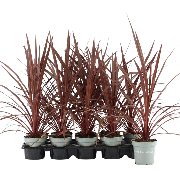 <h4>Cordyline Australis Red Star -11 cm</h4>