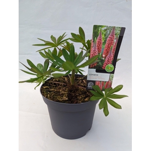 Lupinus 'West Country' Towering Inferno - 23 cm