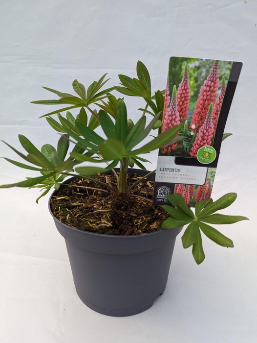<h4>Lupinus 'West Country' Towering Inferno - 23 cm</h4>