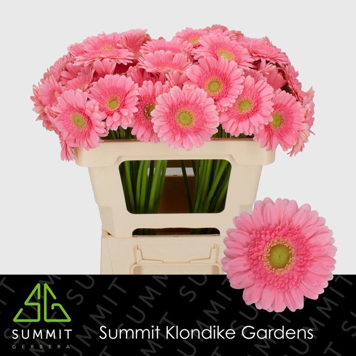 <h4>GERBERA MI 'JUNA'</h4>