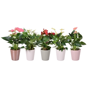 Anthurium ''XL-Flowers'' in diverse kleuren keramiek Spring Zoë