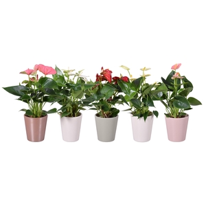 Anthurium ''XL-Flowers'' in diverse kleuren keramiek Spring Zoë