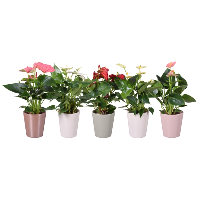 <h4>Anthurium ''XL-Flowers'' in diverse kleuren keramiek Spring Zoë</h4>