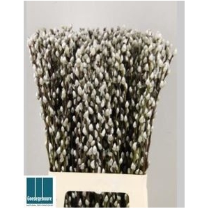 SALIX CA SNOW FLAKE