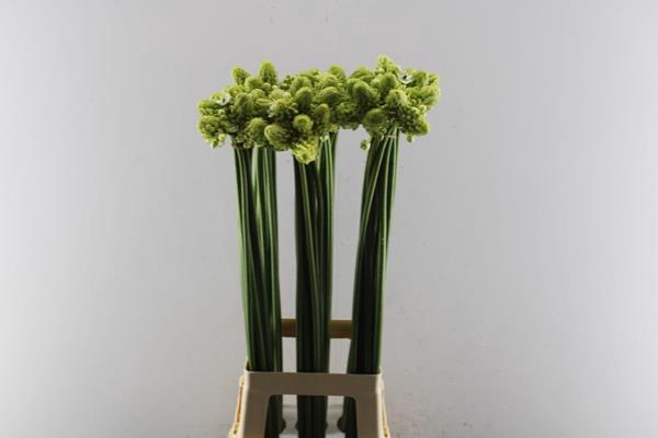 <h4>Ornit Saundersiae L90</h4>