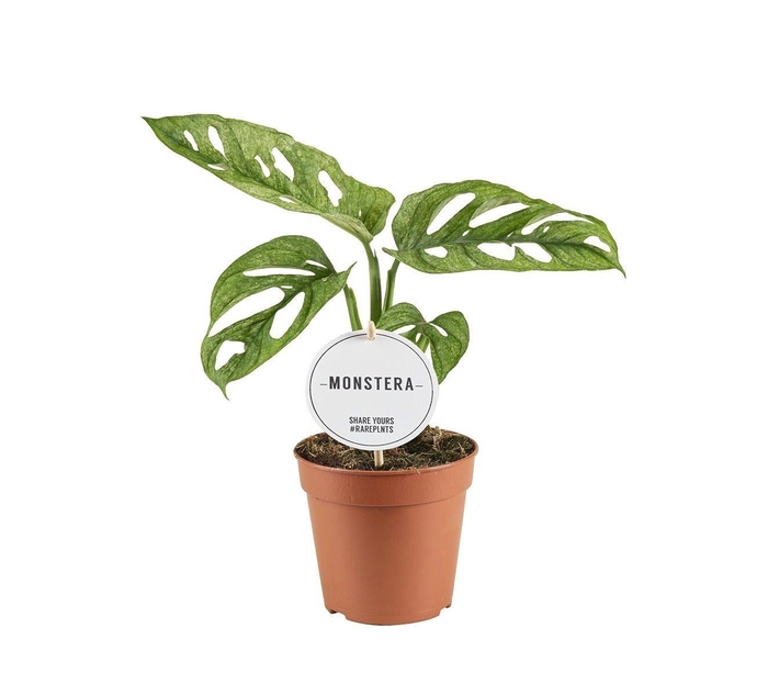 <h4>MONSTERA ADANSONII</h4>