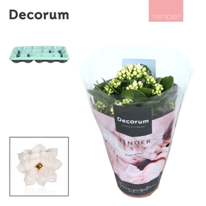 Kalanchoe Decorum TENDER - Serenity Silk