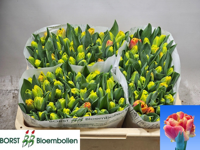 <h4>TU PA UNDERCOVER</h4>