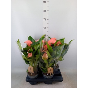 Anthurium andr. 'FC Festivo Lux'
