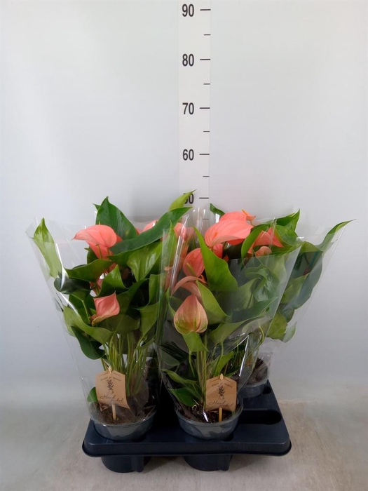 <h4>Anthurium andr. 'FC Festivo Lux'</h4>
