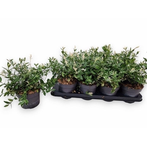 EUONYMUS FO HARLEQUI