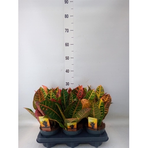 Codiaeum var. GR 'Petra'